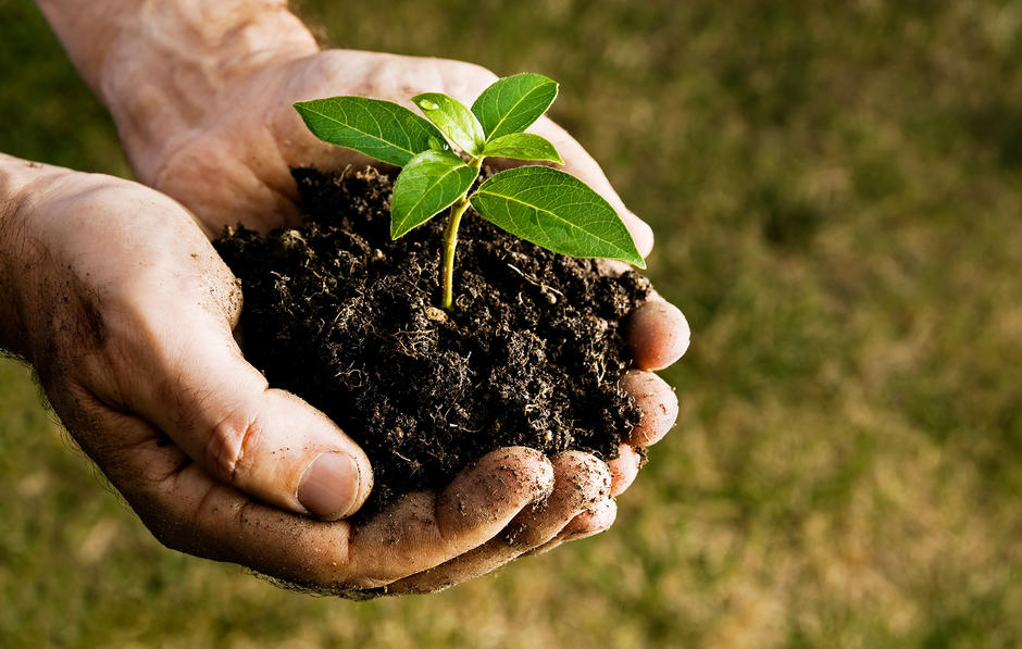 Mãos envolvendo um pedaço de terra onde floresce um produto biológico