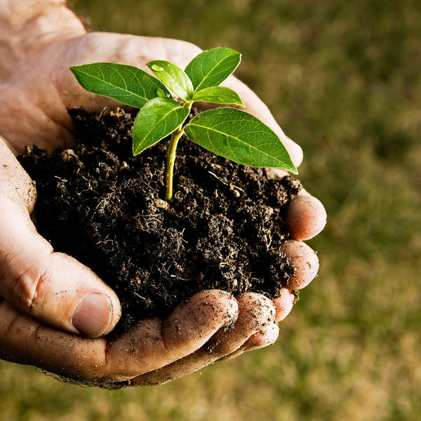 Afinal, devemos consumir alimentos biológicos