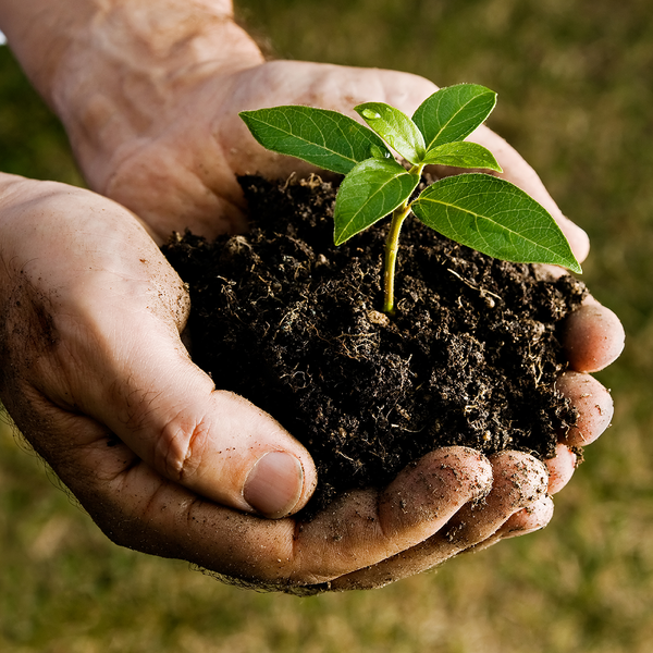 Mãos envolvendo um pedaço de terra onde floresce um produto biológico